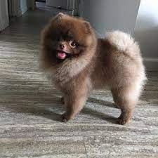 Haircut For Billy Pomeranian Puppy Cute Pomeranian Pomeranian Dog