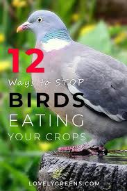 Fake owls can absolutely keep many smaller species of birds away from your patio. 12 Effective Ways To Keep Birds Out Of The Garden Bird Netting Garden Pests Bird Repellents