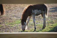 10 Best Splashed White Chincoteague Ponies Images In 2018