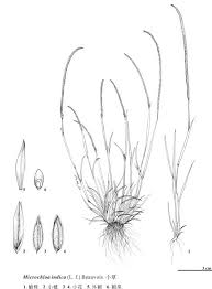 Image result for Microchloa