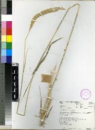 Image result for Ischaemum afrum