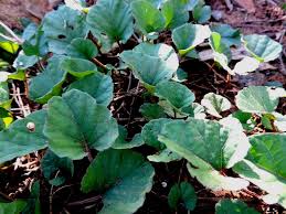 Image result for Merremia emarginata