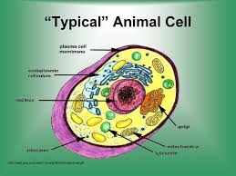 We did not find results for: Cell Structure End Function Prezentaciya Onlajn
