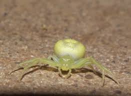 The silver garden spider can be found in the warmer, southern parts of north america. The Most Common Types Of Spiders In Texas The Bug Master