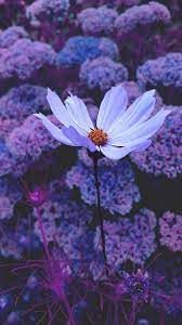 Hd wallpapers and background images. Tumblr Wallpapers Purple Wallpaper Cave