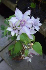 Maybe you would like to learn more about one of these? Clematis Samaritan Jo Boulevard 50 60 C2 Palmhunters