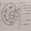 Some of the blood flow becomes fluid waste (1/1000th to 2/1000th) and is sent into the bladder for storage until it can be conveniently expelled. 1