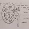 You will remember from gross anatomy that the renal artery enters the hilus of the kidney, and divides successively into lobar, interlobar (these are difficult to identify with certainty in histological sections, but they are the large arteries among the pyramids that are upstream of the. 1