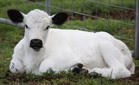 Black And White Cow Breeds Australia Gallery British White Cattle Society Australia Cow Pictures Fluffy Cows Barnyard Animals