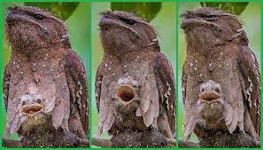 Large frogmouth (batrachostomus auritus) bird sounds free download on dibird.com. Amar Singh Hss Auf Twitter You Keep Using Images Of Birds Without Any Copyright Information Of The Author Of Images These Images Of Large Frogmouth Chick From Malaysia Were Taken By Yfeng Lim