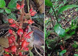 Image result for Renealmia