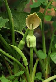 Image result for Stylochaeton puberulus