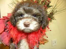 Chase paw patrol litter chocolate. Cute Chocolate Havanese Puppies For Sale In Crystal Lake Illinois Classified Americanlisted Com