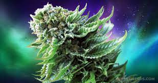 Check spelling or type a new query. Grow Report Sensi Seeds Northern Lights Automatic Sensi Seeds