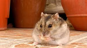 We did not find results for: Apa Makanan Yang Bisa Dimakan Hamster