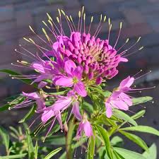 Image result for Cleome rubella