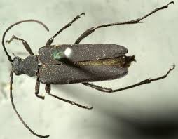 Image result for Buchnera longispicata