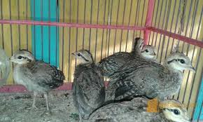 Ayam Hutan Hijau Nenek Moyang Ayam Peliharaan Di Nusantara Suara Peternakan
