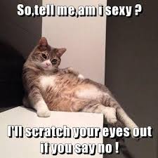 Animals Planet Outfit Prom Animal Funny Cat Memes Animal Humour Cat Memes
