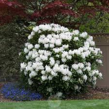 Photo Of Rhododendron Cunningham S White Uploaded By Patty In 2020 Rhododendron Shrubs Plants