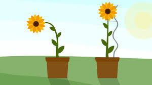 Minyak mereka digunakan untuk biodiesel dan minyak goreng, dan bijinya bunga matahari juga membuat tambahan cerah dan bahagia untuk jendela atau balkon yang cerah. Cara Menanam Bunga Matahari Di Pot 12 Langkah Dengan Gambar