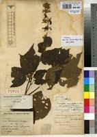 Image result for Triumfetta cordifolia