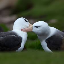 Black And White Birds In Georgia Black Browed Albatrosses Have Been Known To Live Over 70 Years Estimates Place The Black Browed Albatross Worldwide P South Georgia Island Albatross Antarctic