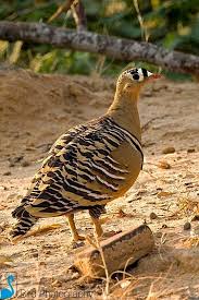 Birds That Lay Eggs On The Ground Ontario Pin On For The Birds