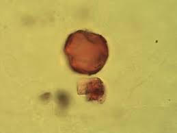 Image result for Newtonia hildebrandtii