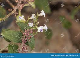 Image result for Justicia striata