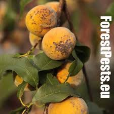 Image result for venturia saliciperda willow tree