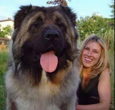 samye bolshie sobaki v mire samaya bolshaya sobaka bolshie sobaki krupnye porody sobak