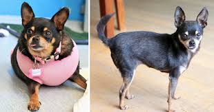 Image result for chihuahua big obesity