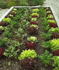 Gemuse Fur Hochbeete Diese Sorten Eignen Sich Am Besten Garten Landschaftsbau Garten Gemuseanbau