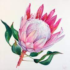 Fullsizeoutput 242a Jpeg Protea Art Flower Drawing Watercolor Flowers Paintings