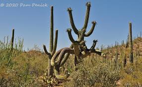 The native saguaro cactus that you see everywhere is illegal. Finger Pointing Cacti At Saguaro National Park Digging