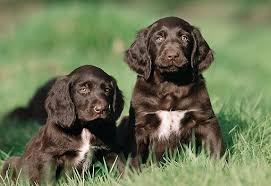 Rds 95 German Longhaired Pointer Puppies My Rare Dog Show German Longhaired Pointer Pointer Puppies German Shepherd Dogs