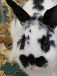 Black And White Spotted Rabbit Breeds 