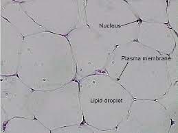 Lab Notes Home Page Adipose Tissue Tissue Biology Biology Notes