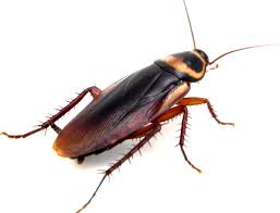 We did not find results for: Des Antibiotiques A Base De Cafard 1jour1actu Com L Actualite A Hauteur D Enfants