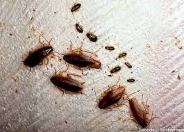 Escrementi Di Blatte Come Riconoscere La Presenza Di Una Infestazione