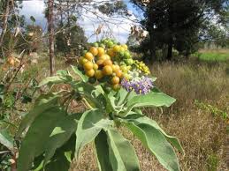 Image result for Solanum mauritianum