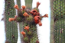 The barrel cactus fruit can be picked and eaten raw and has no spines, making it the easiest to handle. Cannundrums Organ Pipe Cactus Fruit
