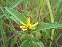 Image result for Aspilia