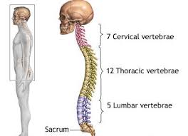 Image result for Lumbar vertebrae