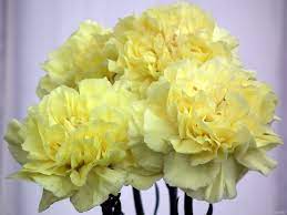 Yellow Carnation Flower Pic Best Flower Wallpaper