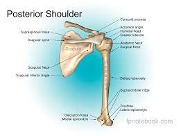 We did not find results for: Shoulder Anatomy