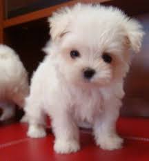 Teacup Maltese Puppies For Sale For Sale Adoption In Singapore Adpost Com Classifieds Singapo Teacup Puppies Maltese Maltese Puppies For Sale Maltese Puppy
