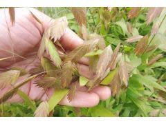 We did not find results for: Chasmanthium Latifolium Plochoklasek Zahradnictvi Krulichovi Zahradnictvi Kvetinarstvi Trvalky Skalnicky Bylinky A Koreni