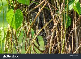 Image result for Tinospora orophila